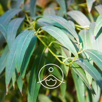 Bio esenciální olej Florihana Eucalyptus Radiata 5g