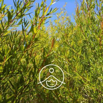 Organický esenciální olej Florihana Tea Tree Lemon 5g