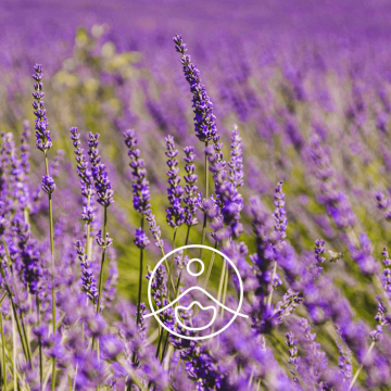 Organický esenciální olej Florihana Super Lavender, Lavandula X burnati, 5g