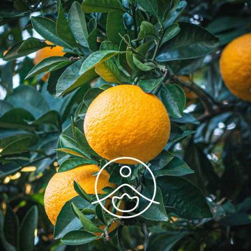 Organický esenciální olej Florihana Yuzu Citrus Junos 5g