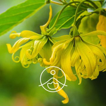 Organický esenciální olej Florihana z ylang-ylang 5 g
